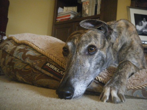 jk rowling greyhound