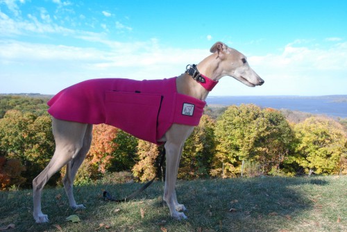 k9 apparel greyhound