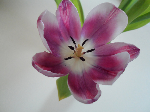 Digital Photo - Tulip