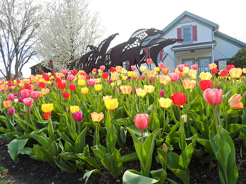 Long Grove Village Tulips